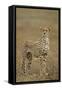 Cheetah, Ngorongoro Conservation Area, Tanzania-Paul Souders-Framed Stretched Canvas