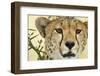 Cheetah, Ngorongoro Conservation Area, Tanzania-Paul Souders-Framed Photographic Print