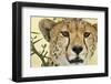 Cheetah, Ngorongoro Conservation Area, Tanzania-Paul Souders-Framed Photographic Print