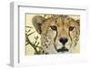 Cheetah, Ngorongoro Conservation Area, Tanzania-Paul Souders-Framed Photographic Print