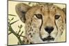 Cheetah, Ngorongoro Conservation Area, Tanzania-Paul Souders-Mounted Photographic Print