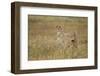 Cheetah, Ngorongoro Conservation Area, Tanzania-Paul Souders-Framed Photographic Print