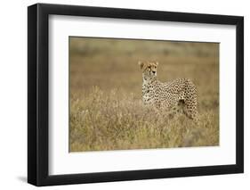 Cheetah, Ngorongoro Conservation Area, Tanzania-Paul Souders-Framed Photographic Print