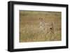 Cheetah, Ngorongoro Conservation Area, Tanzania-Paul Souders-Framed Photographic Print