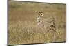 Cheetah, Ngorongoro Conservation Area, Tanzania-Paul Souders-Mounted Photographic Print