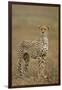 Cheetah, Ngorongoro Conservation Area, Tanzania-Paul Souders-Framed Photographic Print