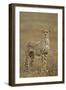 Cheetah, Ngorongoro Conservation Area, Tanzania-Paul Souders-Framed Photographic Print