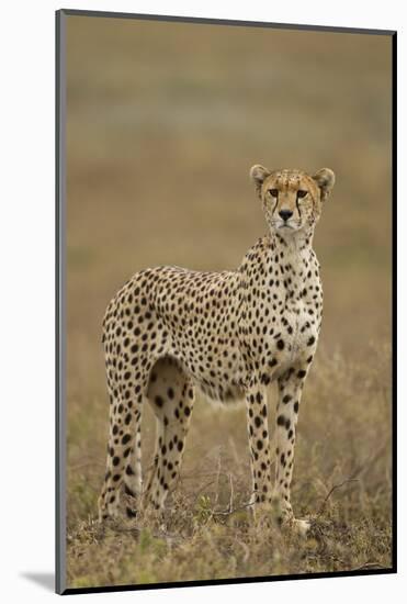 Cheetah, Ngorongoro Conservation Area, Tanzania-Paul Souders-Mounted Photographic Print