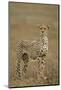 Cheetah, Ngorongoro Conservation Area, Tanzania-Paul Souders-Mounted Photographic Print