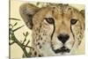 Cheetah, Ngorongoro Conservation Area, Tanzania-Paul Souders-Stretched Canvas