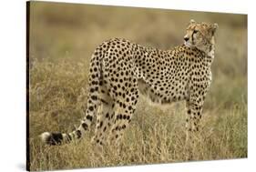 Cheetah, Ngorongoro Conservation Area, Tanzania-Paul Souders-Stretched Canvas