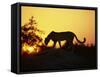 Cheetah, Okavango Delta, Botswana, Africa-Paul Allen-Framed Stretched Canvas