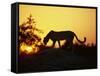 Cheetah, Okavango Delta, Botswana, Africa-Paul Allen-Framed Stretched Canvas