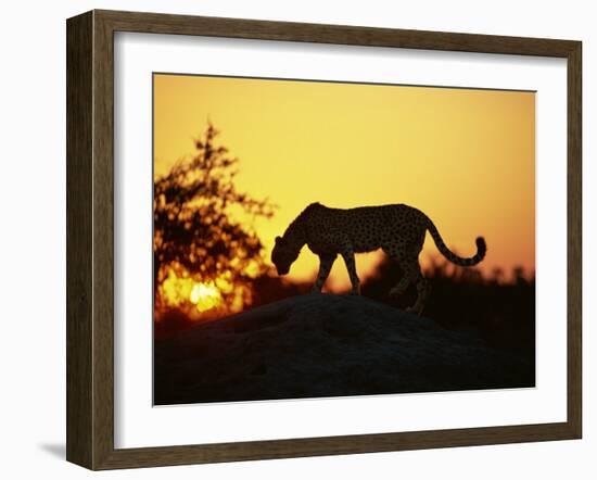 Cheetah, Okavango Delta, Botswana, Africa-Paul Allen-Framed Photographic Print