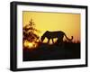 Cheetah, Okavango Delta, Botswana, Africa-Paul Allen-Framed Photographic Print