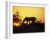 Cheetah, Okavango Delta, Botswana, Africa-Paul Allen-Framed Photographic Print