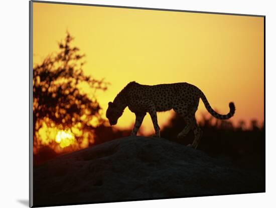 Cheetah, Okavango Delta, Botswana, Africa-Paul Allen-Mounted Photographic Print