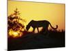 Cheetah, Okavango Delta, Botswana, Africa-Paul Allen-Mounted Photographic Print