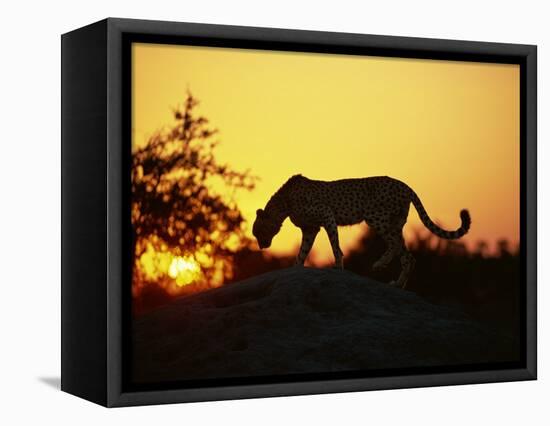 Cheetah, Okavango Delta, Botswana, Africa-Paul Allen-Framed Stretched Canvas