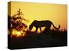 Cheetah, Okavango Delta, Botswana, Africa-Paul Allen-Stretched Canvas