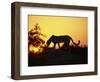 Cheetah, Okavango Delta, Botswana, Africa-Paul Allen-Framed Photographic Print