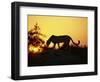 Cheetah, Okavango Delta, Botswana, Africa-Paul Allen-Framed Photographic Print