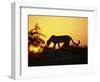 Cheetah, Okavango Delta, Botswana, Africa-Paul Allen-Framed Photographic Print