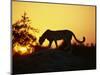 Cheetah, Okavango Delta, Botswana, Africa-Paul Allen-Mounted Photographic Print