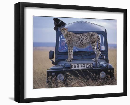 Cheetah on Hood of Safari Truck, Masai Mara Game Reserve, Kenya-Paul Souders-Framed Photographic Print