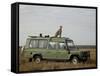 Cheetah on Safari Vehicle, Masai Mara National Reserve, Kenya, East Africa-James Hager-Framed Stretched Canvas