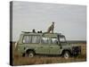 Cheetah on Safari Vehicle, Masai Mara National Reserve, Kenya, East Africa-James Hager-Stretched Canvas