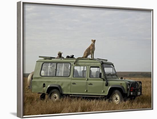 Cheetah on Safari Vehicle, Masai Mara National Reserve, Kenya, East Africa-James Hager-Framed Photographic Print