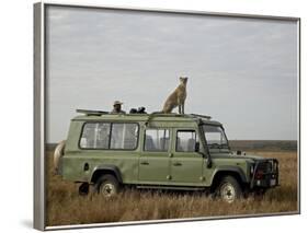 Cheetah on Safari Vehicle, Masai Mara National Reserve, Kenya, East Africa-James Hager-Framed Photographic Print