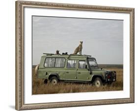 Cheetah on Safari Vehicle, Masai Mara National Reserve, Kenya, East Africa-James Hager-Framed Photographic Print