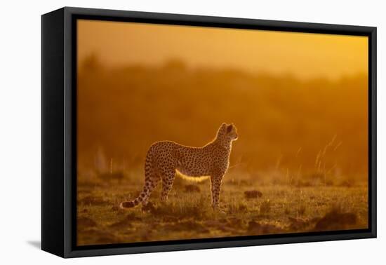 Cheetah on Savanna at Sunrise-Paul Souders-Framed Stretched Canvas