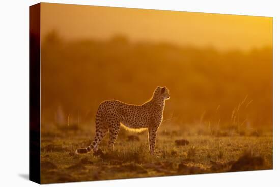 Cheetah on Savanna at Sunrise-Paul Souders-Stretched Canvas