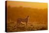 Cheetah on Savanna at Sunrise-Paul Souders-Stretched Canvas