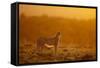 Cheetah on Savanna at Sunrise-Paul Souders-Framed Stretched Canvas