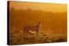 Cheetah on Savanna at Sunrise-Paul Souders-Stretched Canvas