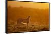 Cheetah on Savanna at Sunrise-Paul Souders-Framed Stretched Canvas