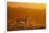 Cheetah on Savanna at Sunrise-Paul Souders-Framed Photographic Print