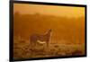 Cheetah on Savanna at Sunrise-Paul Souders-Framed Photographic Print