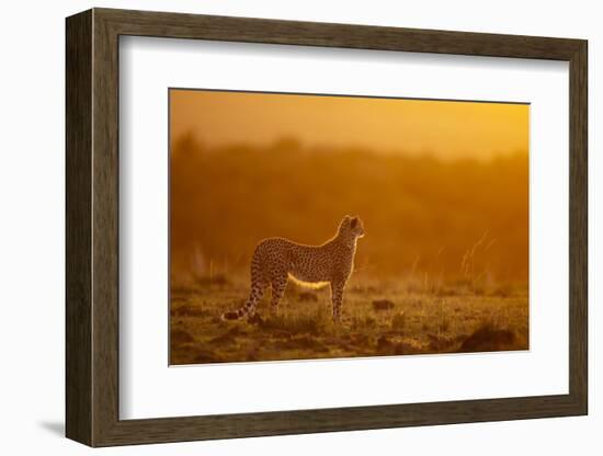 Cheetah on Savanna at Sunrise-Paul Souders-Framed Photographic Print