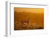 Cheetah on Savanna at Sunrise-Paul Souders-Framed Photographic Print