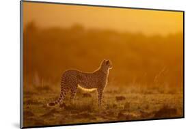 Cheetah on Savanna at Sunrise-Paul Souders-Mounted Photographic Print