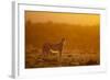 Cheetah on Savanna at Sunrise-Paul Souders-Framed Photographic Print