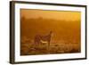 Cheetah on Savanna at Sunrise-Paul Souders-Framed Photographic Print