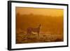 Cheetah on Savanna at Sunrise-Paul Souders-Framed Photographic Print