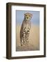 Cheetah on Termite Mound-Paul Souders-Framed Photographic Print