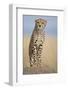 Cheetah on Termite Mound-Paul Souders-Framed Photographic Print